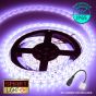 12V/5M SMD 5050 IP65 Waterproof Strip 300 LED - PURPLE